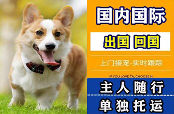 巴中市宠物托运公司巴中市宠物托运公司巴中市宠物托运公司