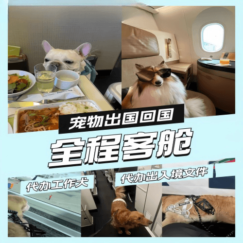 巴中市宠物托运到白俄罗斯宠物入境规定和要求